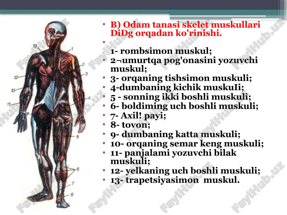 shbl etadi. skelet muskullarining shakli xilma-xil: uzun, kalta, keng, rombsimon, trapetsiyasimon, piramidasimon, uchburchak, tish¬simon, duksimon, patsimon va yarim patsimon ikki boshli, ikki qorinli, tasmasimon, aylana va hokazo bo'ladi . uzun muskullar asosan qo'l va oyoqlarda, kalta muskullar qovurg'alar orasida, keng muskullar ko'krakda, qorin devorlarida, aylana muskullar og'iz, ko'z atrofida joylashgan. har bir muskulning paylardan tashkil topgan bosh va dum qismi bo'ladi. muskul tashqi tomondan biriktiruvchi to'qimadan tuzilgan yupqa parda bilan o'ralgan bo'lib, bu parda fastsiya deb ataladi. fastsiya bilan muskulning paylari orasida harakatni qulaylashtiradigan sinovia! suyuqlik bo'ladi. www.arxiv.uz odam tanasi muskullarining asosiy guruhlari skelet muskullari odam tanasining turli qismlarida quyidagi tartibda joylashgan: bosh, bo'yin, gavda, qo'l va oyoq muskullari. bosh muskullari bajaradigan ishiga ko'ra, chaynash va mimika muskullariga bo'linadi. chaynash muskullariga chakka, xususiy chaynash hamda tashqi va ichki qanotsimon muskullar kiradi. mimika muskullariga ko'zning aylana muskuli, qoshlarni bir-biriga yaqinlashtiruvchi, og'izning aylana muskuli, yonoq muskuli, yuqori va pastki lablarning kvadrat muskullari, …
