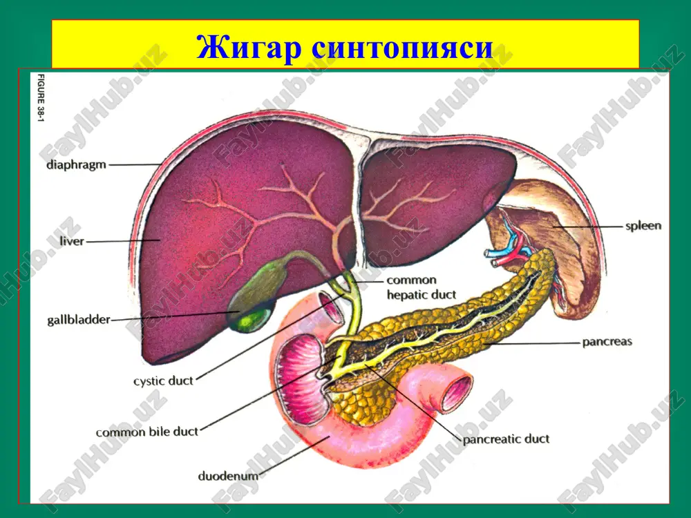 жигар хирургик касалликлари - Page 3