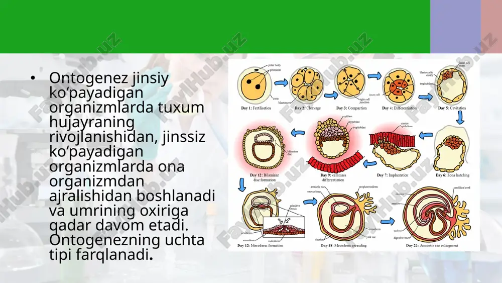 y faoliyati ritmik ravishda, ya’ni kecha-kunduz, oy davomida hamda mavsumiy o‘zgarib turadi. tirik organizmlarning hayotiy faoliyati ritmik o‘zgarishlarga bog‘liq bo‘lib, evolutsiya natijasida shakllanadi va bioritmlar deb ataladi. anabioz. hayotiy jarayonlarning davom etishi noqulay bo‘lgan muhit sharoitida organizm anabioz holatiga o‘tadi. anabioz holatidagi organizmlarda moddalar almashinuvi sekinlashadi. anabioz noqulay sharoitlarga organizmlarning muhim moslashish mexanizmlaridan biridir. mikroorganizmlarning sporalari, o‘simliklarning urug‘lari, hayvonlar sistalari, tuxumlari anabiozga misol bo‘ladi. image2.jpeg image3.png image4.jpeg image5.png image6.png image7.jpeg image8.jpeg image9.jpeg image10.jpeg image11.jpeg image1.jpeg