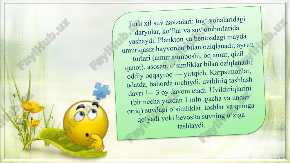 della) — karpsimonlar oilasiga mansub nurli suzuvchi baliqlar turkumiga mansub yagona tur. maksimal tana uzunligi 150 sm chuchuk suvdas yashaydi, o'txo'r baliq. mahalliy hududi sharqiy osiyoda amur daryosi havzasida va xitoyning pasttekislik daryolarida joylashgan. dunyoning ko'plab mamlakatlariga yetishtiriladidi. qimmatbaho tijorat baliqlari hisoblanadi. baliq savdosi va ishlab chiqarish bo'yicha dunyoda birinchi o'rinda turadi. xumbosh baliqlar (hypophalmichthynae) — karpsimonlar oilasiga mansub chuchuk suv baliqlari kenja oilasi. uzunligi 1 m gacha vazni 20–35 kg. jabra pardalari baʼzan oʻzaro qoʻshilib oʻsib, toʻr hosil kiladi. peshonasi nisbatan baland (nomi shundan). 2 turi maʼlum. sharqiy va jan.sharkiy osiyo daryolarida yashaydi. 5—7 yilda jinsiy voyaga yetadi. yozda suv toshganida 490—560 ming uvildiriq tashlaydi. yosh baliqlar dastlab zooplankton, keyinroq fitoplankton bilan (oq xumbosh baliqlar) yoki aralash oziqlanishga oʻtadi (chinor xumbosh baliqlar) xumbosh baliqlar koʻpchilik mamlakatlarda iqlimlashtirilgan. amur, yaʼni oq xumbosh baliqlar oʻzbekiston suv havzalarida ham iqlimlashtirilgan. xumbosh baliqlar ov obʼyekti, hovuzlarda ham boqiladi. oqcha baliqlar (abramis) - karpsimonlar …