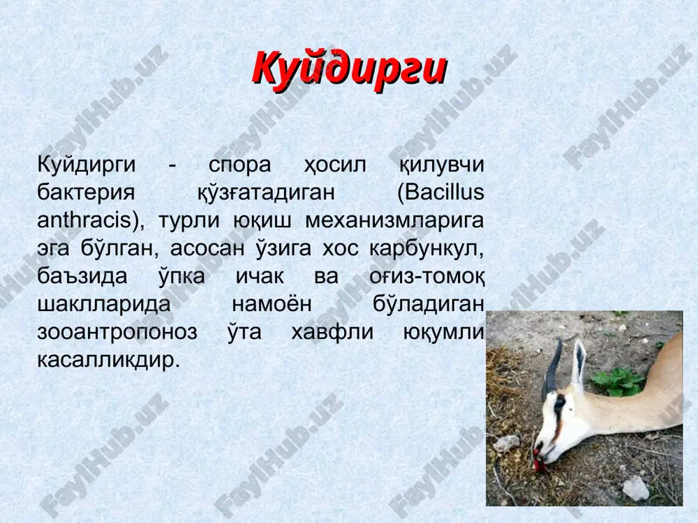 инг тана ҳарорати кўтарилади (40-45 градусгача), эти увишиб мушаклари қисқаради, томир уриши тезлашади, нафас олиши қийинлашади. овқат емай қўяди, нафас олиши янада тезлашади, ҳиқилдоғи шишади, нафас олганда шовқин пайдо бўлади. қорни шишади, ичакдан қон аралаш суюқлик ажралиб чиқади, сийдик билан қон кетади, натижада ҳайвон тезда нобуд бўлади. сигирларнинг сут бериши камаяди, сути сарғиш қон тусли бўлиб, мазаси тахир бўлади. майда шохли ҳайвонларда касаллик яшин тезлигида ўтади ва ҳайвонларнинг тўсатдан нобуд бўлиши билан тугайди. уларнинг ички аъзоларида геморрагик шишлар пайдо бўлади. отларда куйдирги асосан ичак ва тери шаклида бўлиб, инфильтратлар чуқур жойлашади, улар гангрена ва парчаланиш билан тугайди. касаллик 8-36 соат, баъзан эса 3-6 кун давом этади. чўчқаларда эса касаллик маҳаллий узгаришлар билан кечади: бўйин, кўкрак қафаси шишади, нафас олиши қийинлашади, қусиш, йўталиш, хириллаш аломатлари пайдо бўлади. бурун ва оғиз бўшлиғи шиллиқ кавати кўкимтир-қизил рангли бўлади, тилда ва қаттиқ танглайда шишлар, карбункуллар пайдо бўлади, чўчқа асфиксиядан нобуд бўлади. чўчқаларда куйдирги баъзан …