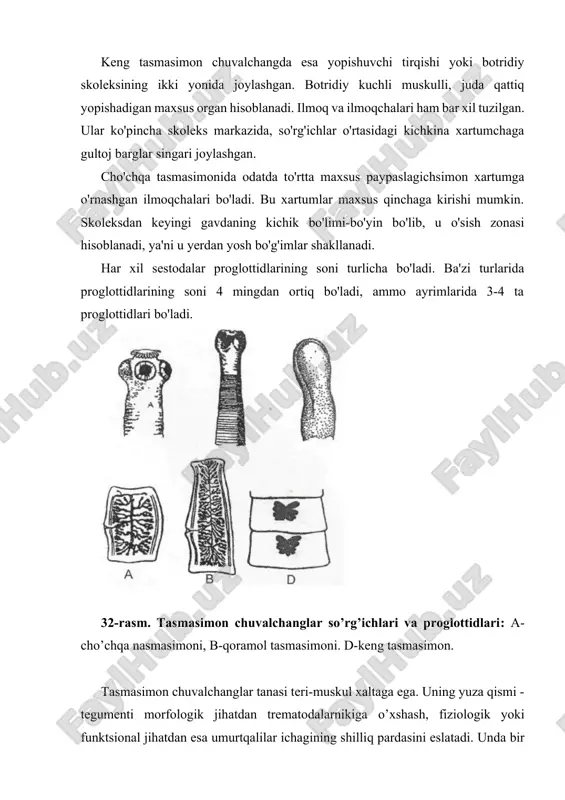 ichak bo’shlig’ida yashaydi va undagi bir qism oziqani butun tana yuzasi orqali osmos yo’l bilan shimib oladi. mikrotrixlarga ega bo'lgan tegument va chuvalchangning yasiiligi ham oziqni tanasining hamma qismiga o'tishiga yordam beradi. ayirish sistemasi protonefridiy tipidagi buyraklar tana bo'ylab o'tadigan ikkita ayirish naychalaridan iborat. naychalar tananing keyingi qismidan boshlanadi; oldingi bosh qismiga yaqinlashgach, yana orqaga burilib, tanasining keyingi qismiga ketadi va u yerda tashqariga ochiladi. tasmasimon chuvalchanglarda yon ayirish naylari o'zaro ko'ndalang naylar orqali qo'shilganidan ayirish sistemasi narvon ko'rinishga ega. tananing keyingi tomonida ayirish naylari birlashib kichikroq qovuqni hosil qiladi. tasmasimon chuvalchanglar tanasining keyingi yetilgan bo'g'imlari bilan birga qovuq ham uzilib tushadi; yangi qovuq hosil bo'lmasdan yon naylar to'g'ridan-to'g'ri tanadan tashqariga ochiladi. nerv sistemasi kuchsiz rivojlangan. markaziy nerv sistemasi bir juft miya gangliylari va ulardan tana bo'ylab orqaga ketadigan nerv tomirlardan iborat. nerv tomirlari ko'ndalang nervlar bilan o'zaro qo'shilib, ortogon sistemasini hosil qiladi. tananing ikki yonida joylashgan ikkita nerv tomirlari …