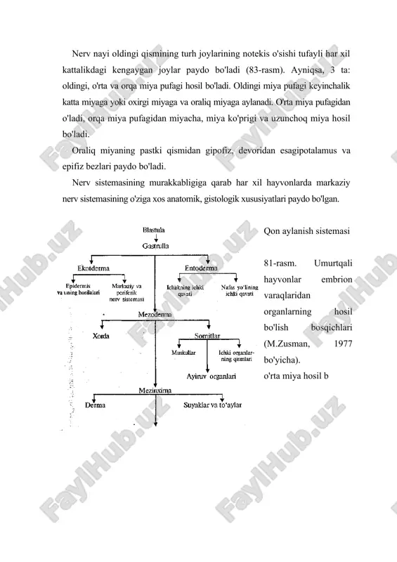vning tugunlaridan paydo bo'ladi. ikki kuniik tovuq embrionida bosh miyaning rivojlanishi (b.petten, 1944 bo'yicha). 1-oldingi miya; 2-o'rta miya; 3-ko'z xaltasi; 4-orqa miya. ko'zning rivojlanishi. hayvonlar ko'zining rivojlanishi amfibiyalar misolida o'rganilgan. embrion rivojlanishi davrida ko'z dastlab oraliq miya devorining qatlamlanishi tufayh ko'z pufagi sifatida paydo bo'ladi. v. i. balinskiy (1958) fikricha, baqada ko'z pufagi oldingi miyaning 10- 50% ini tashkil etadi. suyakli baliqlar, repteliyalar va qushlarning embrion rivojlanishi davrida ko'z hajmi amfibiyalar ko'ziga nisbatan yirikroq bo'ladi, sut emizuvchilarda esa unchalik katta bo'imaydi. ko'z pufagi rivojlanishi bilan bosh miyaga ko'z poyachasi birlashib turadi. ko'z pufaginittg kattalushuvi bilan unda murakkab morfologik o'zgarishlar sodir bo'ladi. uning tashqi yuzasi qayrilib, ikki qavatli ko'z bokalini hosil qiladi. ichki qavati to'r qavatga, tashqisi pigmentli qavatga aylanadi. ko'z olmasining bo'shlig'i shishasimon tana bilan to'lib, ko'zning orqa kamerasini hosil qiladi. ammo shishasimon tanachaning hosil bo'lishida mezoderma hujayralari ham qatnashadi. entodermadan hosil bo'ladigan organlar entodermadan ichak kanalining ichki epitehy qavati, …