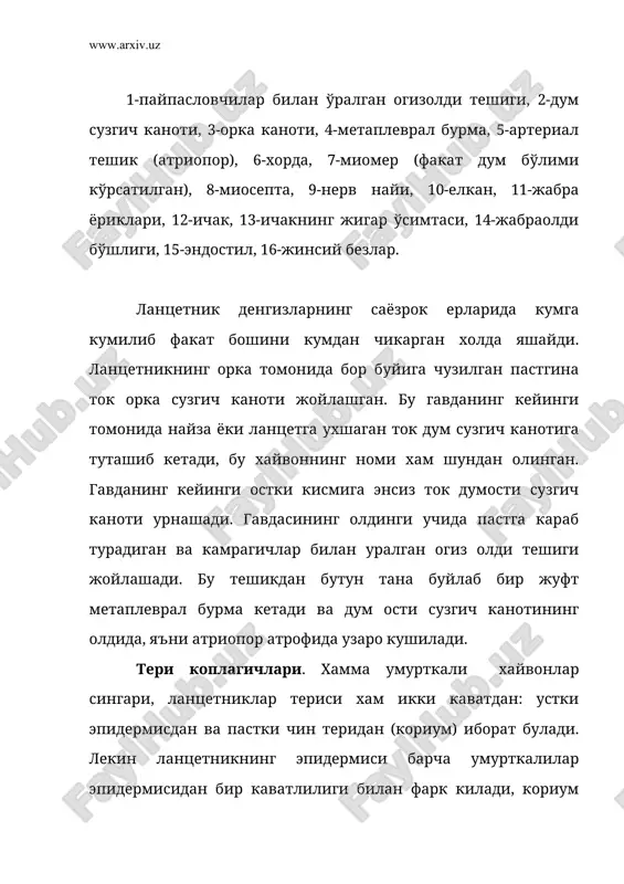и кисмининг невроцели озгина кенгаяди. бу жой умурткали хайвонлар бош миясининг мия коринчаси билан тенглаштирилади. вазифасига кура, у рефлектор фаолиятини идора килади. унинг бузилиши харакат координациясининг бузилишига сабаб булади. нерв найининг олдинги кисмидан икки жуфт сезувчи бош мия нервлари чикиб, гавданинг олдинги учини идора (иннервация) килади. нерв найининг колган кисмидан, гавданинг хар-бир сегментидан икки жуфтдан: (чап ва унг) нервлар чикади. орка нервлари аралаш: харакат-сезиш вазифасини, корин нервлари эса соф харакат вазифасини бажаради. ланцетникнинг орка ва корин нервлари узаро богланмаслиги билан бошка умурткалилардан фарк килади. нерв найи буйлаб ёругликни сезувчи органлар – гессе кузчалари таркалган (7-расм). хар кайси гессе кузчаси ёруглик сезувчи хужайрадан иборат булиб, бир учи косасимон пигмент хужайрага ботиб туради. ланцетникда хакикий жуфт куз ва эшитув органи йук. 7-расм. ланцетникнинг орка миясидаги гессе кўзчалари: 1-нервоцел, 2-пигментли хужайра, 3-ёруглик сезувчи хужайра. овкат хазм килиш ва нафас олиш органлари. танасининг олдинги кисмида (остки томонда) 10-20 жуфт пайпаслагич билан уралган огиз олди …