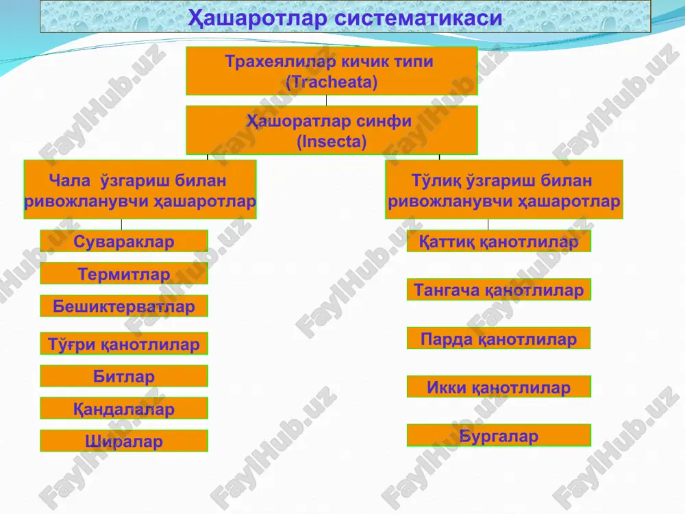 ҳашаротлар (insecta) синфи - Page 3