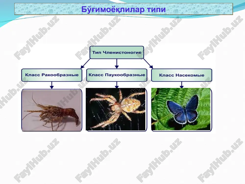 бўғимоёқлилар ( artuhropoda) типи - Page 3