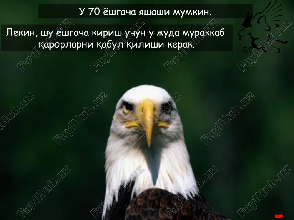 бургут тарихи - Page 3
