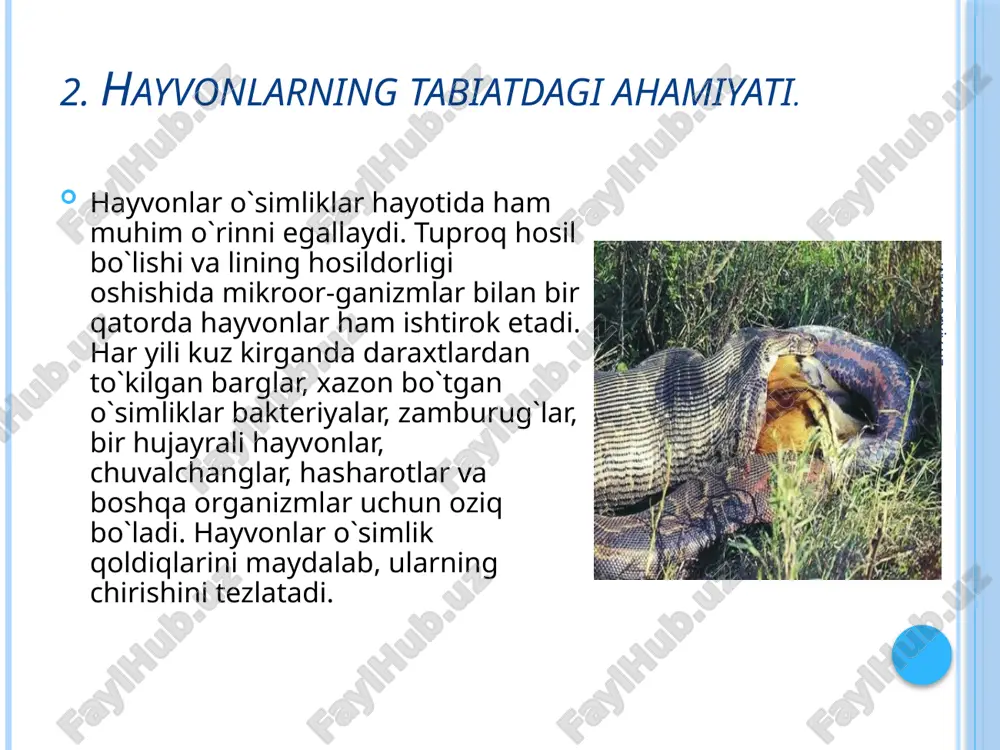 ri, ayniqsa katta ahamiyatga ega bo`ldi. www.arxiv.uz qizil kitobga kiritilgan hayvonlar www.arxiv.uz o`zbekistonda zoologiya fanining rivojlanishida rus olimlari ham katta hissa qo`shishgan. d. n. kashlcarov birinchi bo`lib hayvonlar ekologiyasini o`rganishni boshlab berdi. l. m. isayev, p. f. borovskiy va boshqa olimlar olib borgan tadqiqotlar o`rta osiyoda rishta, bezgak paraziti va leyshmaniya kabi parazit yashovchi hayvonlarning butunlay tugatilishi uchun asos bo`ldi. o`zbekistonlik olimlar t. z. zohidov, o. p. bogdanov va boshqalar umurtqali hayvonlarni, a. m. muhammadiyev, s. n. alimuhamedov, v. v. yaxontov, r. 0. olimjonov, m. a. sultonov, a. t. to`laganov, j. a. azimov umurtqasiz hayvonlarni o`rganish sohasida katta tadqiqotlar olib borishgan. www.arxiv.uz e’tiboringiz uchun rahmat www.arxiv.uz image2.jpeg image3.jpeg image4.jpeg image5.jpeg image6.jpeg image7.jpeg image8.jpeg image9.jpeg