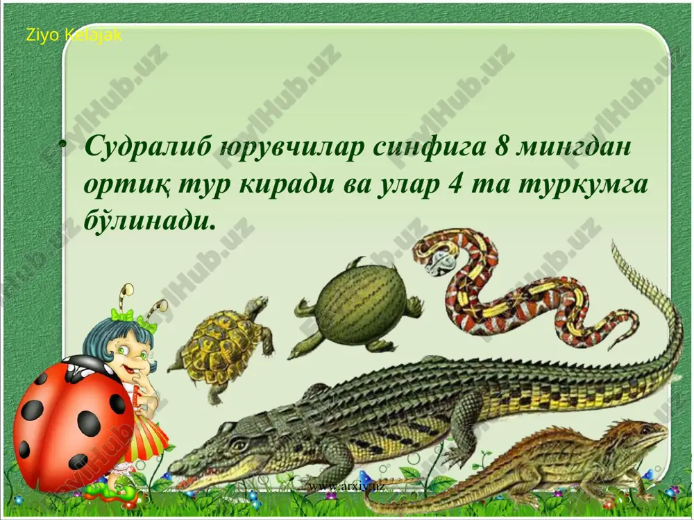 и, ўрта осиё кўз ойнакли илони, кичик осиё қора илони ва бошқалар киради. ziyo kelajak www.arxiv.uz www.arxiv.uz 3. хамелеонлар (chameleontes) кенжа туркуми вакиллари дарахтда яшашгамослашган судралиб юрувчилардир. панжалари омбур шаклида, думлари узун ва илмоқли. гавдаси ён томондан қисилган. кўзлари катта-катта ва ҳаракатчан. кўзлари бир-бирига боғлиқ бўлган ҳолда ўлжасини – ҳашаротларни ахтаради. хамелеонлар ташқи муҳитга қараб рангини ўзгартира олади. уларнинг катталиги 3–5 см дан 50-60 см гача бўлади. ziyo kelajak www.arxiv.uz www.arxiv.uz тимсоҳлар (crocodilia) туркуми вакиллари ҳозирги замон судралиб юрувчилар ичида энг юқори тараққий этган ва сув муҳитида яшашга мослашгандир. боши, бўйни ва танаси, япалоқ думи, ён томондан қисилган, орқа оёғининг бармоқлари орасида сузгич пардаси бўлади. гавдаси шох қалқон билан қопланган. бу қалқонларнинг тагида суяк пластинкалар жойлашади. ziyo kelajak www.arxiv.uz www.arxiv.uz тишлари жағлараро, юқориги жағ ва тиш суякларида бўлиб, худди сутэмизувчилардагидек чуқурчаларда жойлашади. жағлараро ва юқориги жағ суякларининг ўсимталари ва танглай суякларининг қўшилишидан иккиламчи суяк танглай ҳосил бўлади. иккиламчи танглай оғиз …