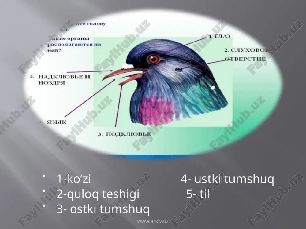 ko’k kaptarning tashqi va ichki tuzilishi, skeleti va muskullari - Page 3