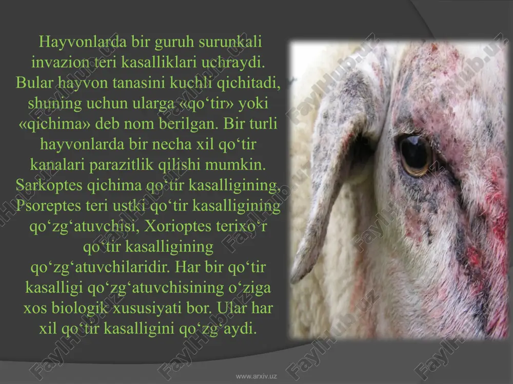 atsiyasi paydo bo‘lib, ekssudatga aylanadi. buning natijasida teri ustida mayda pufakchalar hosil bo‘ladi. teri qichiganida hayvonlar qashinadi, shu vaqtda pufaklar yoriladi, hayvonlarning toqatsizlik bilan qichinishi natijasida jarohatlangan teri shishib yallig‘lanadi, kichkina-kichkina yiringli tugunchalar paydo bo‘ladi. klinik belgilari. hamma hayvonlarda sarkoptoz surunkali kechadi. qichima qo‘tir kanalari, avvalo molning boshiga yuqadi. hayvon boshining peshona va oldingi qismiga, keyinroq boshi terisining hammasiga, ayrim turdagi hayvonlar (ot va cho‘chqa)’ dumining atrofiga, bo‘yniga, ko‘kragi atrofiga tarqaladi. qichima qo‘tir kasalligining belgilari kasallik yuqqanidan keyin oradan 2—3 hafta o‘tgach paydo bo‘la boshlaydi. sarkopto'z bilan deyarli hamma hayvonlar kasallanadi, ammo qoramol va qo‘ylarda u juda yengil, ot, echki, cho‘chqa, tuya va shimol bug‘ularida esa kasallik birmuncha og‘ir kechadi. cho‘chqa va bug‘ularda boshqa xildagi qo‘tir kasalligi uchramaydi. www.arxiv.uz qo‘tir kanalarning har xil turdagi hayvonlarda dastlabki joylashadigan joylari. sarkoptes to‘r shaklida, psoroptes parallel chiziqlar, xorioptes qora rangda. otadektes nuqtalar bilan belgilangan. rivojlanish davrlari www.arxiv.uz teri usti qo‘tir kasallari qo‘zg‘aydigan kasalliklar …