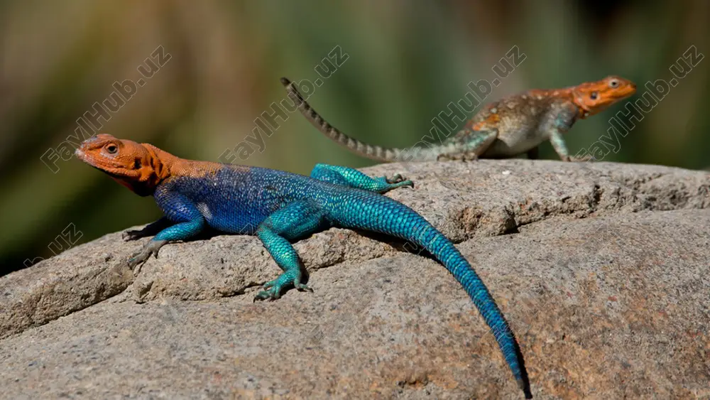 ho‘l va xorazm cho‘llarida qalqontumshuq ilonni uchratish mumkin. ilon chaqqan odamning badani shishib ketadi va tana harorati ko‘tariladi. zaharli ilonlar chaqqanida zahar jarohatlangan joydan qo‘l bilan siqib yoki og‘iz bilan so‘rib qon bilan birga chiqarib tashlanadi. so‘ngra jarohatga margansovka, sirka yoki sodali suv bilan ho‘llangan bint yoki paxta bosiladi. dastlabki chora-tadbirlar ko‘rilgandan so‘ng zaharga qarshi zardob qabul qilish uchun tezda shifoxonaga murojaat qilish zarur. savol va topshiriqlar tangachalilar qanday tuzilgan? kaltakesaklar qanday tuzilgan? ilonlar qaysi belgilari bilan kaltakesaklardan farq qiladi? o‘zbekiston hududida qaysi zaharli ilonlar tarqalgan? image2.jpeg image3.jpeg image4.jpeg image5.jpeg image6.jpeg image7.jpeg image8.jpeg image9.jpeg image10.jpeg image11.jpeg image12.jpeg image13.jpeg image14.jpeg image15.png image16.jpeg image17.jpeg image18.jpeg image19.jpeg image20.jpeg image21.jpeg image1.jpeg