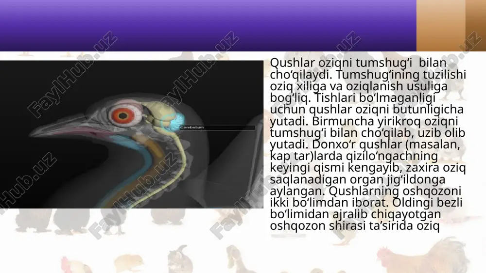 qushlarning hayoti davomida ham turli xil shartli reflekslar hosil bo‘lib turadi. masalan, tuxumdan chiqqan jo‘jalar dastlab ko‘zga ko‘ringan hamma narsani cho‘qib ko‘radi. keyinchalik ular yeb bo‘ladigan va yeb bo‘lmaydigan narsalarni farq qilishni o‘rganadi; o‘z egasini taniydigan, uning ovoziga e’tibor beradigan bo‘lib qoladi. qushlarning havoda chamalab yo‘l topish xususiyati ham yaxshi rivojlangan. bu xususiyat qushlarning uchib ketishi va uchib kelishida katta ahamiyatga ega. qushlar turli tovushlar yordamida o‘zaro aloqa qiladi. ular sayrash bilan birga notinchlik, qo‘rqinch, chaqiriq kabi holatlarni bildiruvchi tovushlar chiqarib, o‘z turi individlari bilan o‘zaro munosabatda bo‘ladi. qarg‘a, mayna, qorayaloq va, ayniqsa, to‘tilar ayrim so‘zlar va hatto iboralarni eslab qolib, takrorlashi mumkin. savol va topshiriqlar qushlarning hazm qilish sistemasi qanday tuzilgan? qushlar qanday nafas oladi? qushlarning qon aylanish sistemasi qanday tuzilgan? qushlarning bosh miyasi qanday tuzilgan? qushlar hayoti davomida qanday reflekslar hosil bo‘ladi? qushlarning qaysi sezgi organlari rivojlangan image2.jpeg image3.jpeg image4.jpeg image5.png image6.png image7.jpeg image8.jpeg image9.jpeg image10.png image11.png image1.jpeg