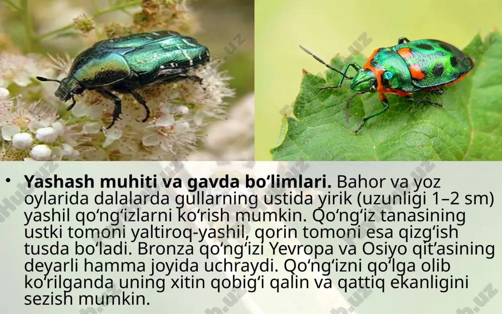 yashil bronza qo‘ng‘izining tashqi tuzilishi. 7- sinf - Page 3