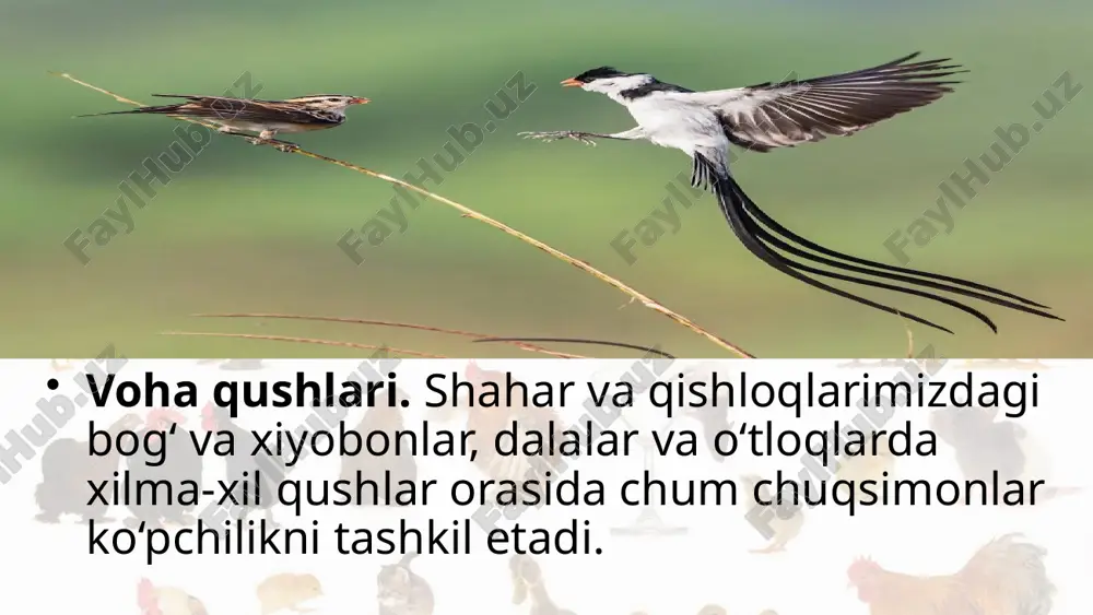 ilan qoplanganidan issiq qumda ham oyoqlari qizib ketmaydi. tuyaqushlar yovvoyi o‘simliklar urug‘i, yirik hasharotlar bilan oziqlanadi. afrika tuyaqushining bo‘yi 3 m ga, vazni 100 kg ga boradi. u soatiga 60–70 km tezlikda yugura oladi. tuyaqushlar afrika dashtlarida kichik gala bo‘lib yashaydi. erkak tuyaqush tumshug‘i bilan yerni kovlab uya yasaydi. urg‘ochisi uyaga 4–9 ta tuxum qo‘yadi. tuxumlarining vazni 1,5 kg ga yetadi. tuxum larni kunduzi urg‘ochisi, kechasi erkagi bosib yotadi. urg‘ochisining patlari qo‘ng‘ir-kulrang tusda bo‘lganidan cho‘l manzarasida uzoqdan ko‘zga tashlanmaydi. erkak tuyaqushning patlari qora bo‘lib, dumi va qanotlarining uchida oq patlar bor. tuyaqushlardan afrikada afrika tuyaqushi, janubiy amerikada nandu, avstraliyada emu tarqal gan. savol va topshiriqlar vohalarda qanday qushlar ko‘proq uchraydi? qaldirg‘och havo muhitiga qanday moslashgan? chumchuqsimonlar qanday foyda keltiradi? cho‘l va dasht qushlari yashash muhitiga qanday moslashgan? tuvaloqlar qanday hayot kechiradi? image2.jpeg image3.jpeg image4.jpeg image5.jpeg image6.jpeg image7.jpeg image8.jpeg image9.jpeg image10.jpeg image11.jpeg image12.jpeg image13.jpeg image14.jpeg image15.jpeg image1.jpeg