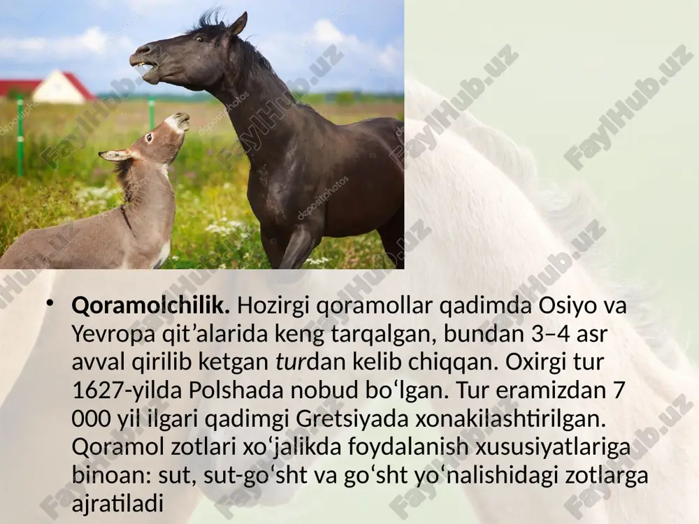 ri boqiladi? qo‘ylarning qanday zotlari mavjud? o‘zbekistonda qo‘ylarning qaysi turlari boqiladi? otlardan qanday maqsadlarda foydalaniladi? otlarning qanday zotlari mavjud? image2.jpeg image3.jpeg image4.jpeg image5.jpeg image6.jpeg image7.jpeg image8.jpeg image9.jpeg image10.jpeg image11.jpeg image1.jpeg