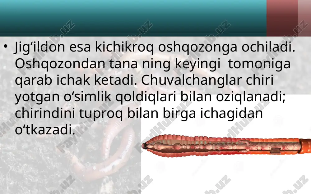 r bilan qoplangan. tuklar tananing ikki yonidagi muskulli o‘simtalarda to‘p-to‘p bo‘lib joylashgan. chuvalchanglar o‘simtalar yordamida suzadi yoki suv tubida o‘rmalab yuradi. bu o‘simtalar ilk bor paydo bo‘lgan oyoqlar hisoblanadi. ular baliqlar uchun asosiy oziq hisoblanadi. zuluklar sinfi. zuluklarga chuchuk suvlarda yashab, umurtqali hayvonlar qonini so‘radigan yoki yirtqich hayot kechiradigan 400 ga yaqin tur kiradi. tibbiyot zulugidan tibbiyotda qon tomiri kasalliklarini davolashda foydalaniladi. bu zuluk maxsus zavodlarda ko‘paytiriladi. halqali chuvalchanglarning kelib chiqishi. halqali chuvalchanglar erkin yashovchi qadimgi yassi chuvalchanglardan kelib chiqqan. dengizlarda yashovchi ko‘p tukli halqalilar lichinkalari tanasida kipriklar bo‘lishi, uning ayirish sistemasi ning kiprikli yassi chuvalchanglar sistemasiga o‘xshash bo‘lishi ana shundan dalolat beradi. kam tukli halqali chuvalchanglar esa ko‘p tukli halqalilardan kelib chiqqan. savol va topshiriqlar yomg‘ir chuvalchangi hazm qilish sistemasi qanday tuzilgan? qon aylanish sistemasi qanday tuzilgan? qon qanday vazifani bajaradi? yomg‘ir chuvalchangi qanday nafas oladi? chuvalchangning ayirish sistemasi qanday tuzilgan? halqali chuvalchanglar qanday ahamiyatga ega? halqali chuvalchanglar qanday …
