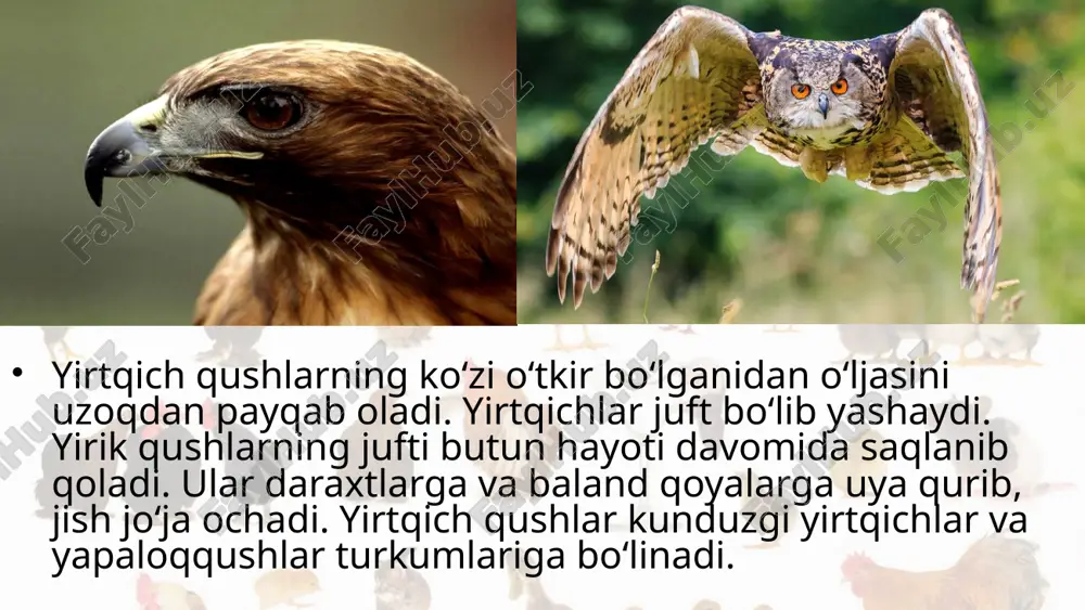 ida ovlanadi. dengiz o‘rdagi – gaaganing uyasiga to‘shaydigan pari yengil sanoatda foydalanish uchun yig‘ib olinadi. qushlar axlati esa azot va fosforli moddalarga boy o‘g‘it hisoblanadi. qushlarni muhofaza qilish ularni bezovta qilmaslik va uyasini buzmaslikdan iborat. qushlarni dalalarga jalb etish uchun dalalar chetida daraxtlar ekiladi. qor ko‘p yog‘gan qish kunlari mayda qushlar uchun daraxt shoxlari orasiga donxo‘raklar o‘rnatilib, don-dunlar sepib qo‘yiladi. savol va topshiriqlar qushlar yirtqich hayot kechirishga qanday moslashgan? qora kalxat qanday hayot kechiradi? tasqara o‘z o‘ljasini qanday topadi? tasqara qanday hayot kechiradi? yapaloqqushlar qanday tuzilgan? yapaloqqushlar qanday ov qiladi? yirtqich qushlar tabiatda qanday ahamiyatga ega? qushlar odam hayotida qanday ahamiyatga ega? image2.jpeg image3.jpeg image4.jpeg image5.jpeg image6.jpeg image7.jpeg image8.jpeg image9.jpeg image10.jpeg image11.jpeg image12.jpeg image13.jpeg image14.jpeg image1.jpeg