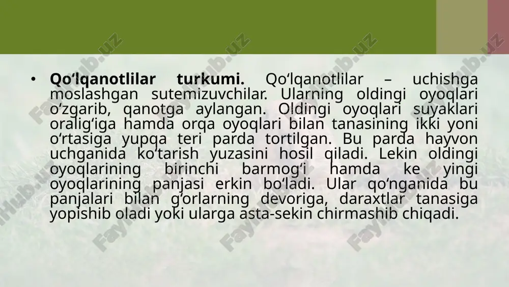 qo‘lqanotlilar va kemiruvchilar turkumlari. 7- sinf - Page 3