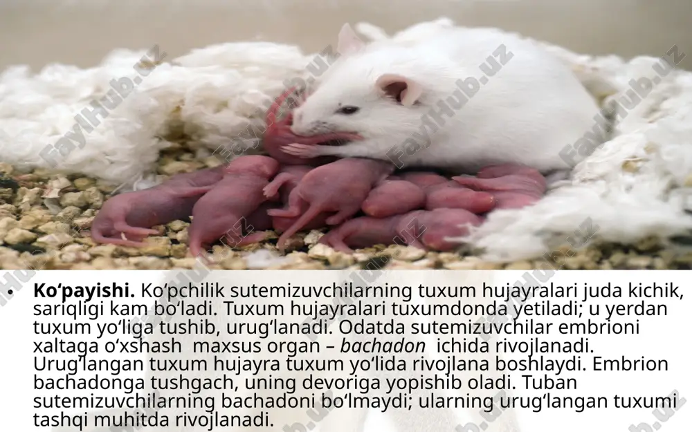 sutemizuvchilarning ko‘payishi, rivojlanishi va kelib chiqishi. 7- sinf - Page 3