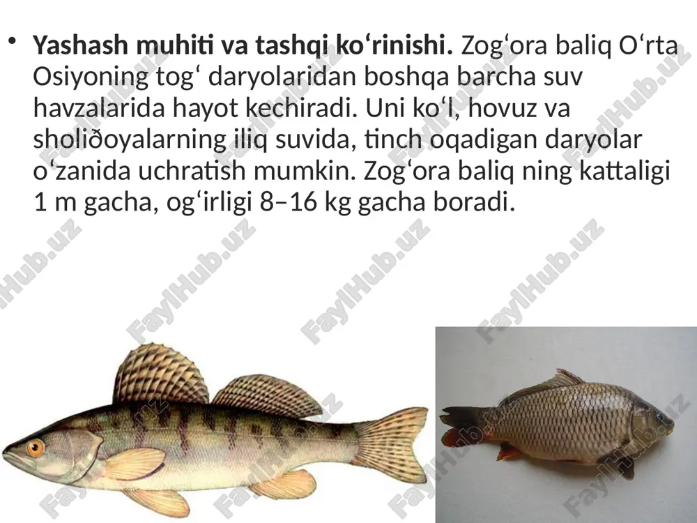 gan, gaz bilan to‘lgan kumushrang xaltachadan iborat. suzgich pufagi ichak bilan ingichka naycha orqali tutashgan bo‘ladi. tuxumdan chiqqandan 2–3 kun o‘tgach, lichinka suv yuzasiga ko‘tarilib, atmosfera havosi bilan suzgich pufagini to‘ldirib oladi. pufak yuzasi kapillyar qon tomirlari bilan qoplangan. baliqning suv yuzasiga ko‘tarilishi yoki suv tubiga tushishi suzgich pufagi hajmining o‘zgarishi bilan bog‘liq. suzgich pufagining kengayishi qondan ajralib chiqadigan gazlarning pufakni to‘l dirishi bilan bog‘liq. pufak gazga to‘lganida baliq yuqoriga ko‘tariladi. gazlar pufakdan ingichka nay bilan ichakka, undan jabra yoriqlari orqali suvga chiqqanida pufak puchayadi. tanasi birmuncha og‘irlashgan baliq suv tubiga tushadi. suzgich pufagining hajmi o‘zgarmasa, baliq muayyan chuqurlikda muallaq turadi. suzgich pufagi tovushni kuchaytiradigan rezonator vazifasini ham bajaradi. bu esa tovushni yaxshiroq eshitish imkonini beradi. savol va topshiriqlar baliqlarning tana shakli yashash muhitiga qanday moslashgan? baliqlarning suzgichlari qanday tuzilgan? baliqlar terisi qanday tuzilgan? baliqlar umurtqa pog‘onasi qanday tuzilgan? suzgichlar skeleti qanday tuzilgan? suzgich pufagi qanday tuzilgan? image2.jpeg image3.jpeg image4.jpeg …