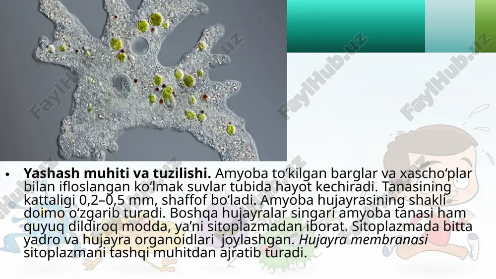 nday hosil bo‘ladi? amyoba qanday oziqlanadi? qisqaruvchi vakuola qanday vazifa bajaradi? amyobaning ta’sirlanishi qanday sodir bo‘ladi? amyoba qanday ko‘payadi? soxta oyoqlilar qanday ahamiyatga ega? nima uchun amyoba hujayrasidan ortiqcha suv chiqarib turilishi zarur? image2.jpeg image3.jpeg image4.jpeg image5.jpeg image6.jpeg image7.jpeg image8.jpeg image9.jpeg image10.jpeg image11.jpeg image12.jpeg image13.jpeg image14.jpeg image15.jpeg image1.jpeg