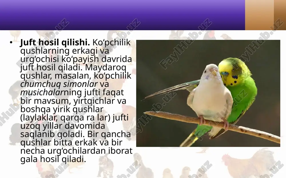 g toshga aylangan suyak va patlari topilgan (89-rasmlar). jag‘lari, tishlari va 20 ta umurtqadan iborat uzun dumining bo‘lishi bilan arxeopteriks sudralib yuruvchilarga; tanasining pat bilan qoplanganligi, oldingi oyoqlarining qanotga aylanganligi bilan esa qushlarga o‘xshaydi. arxeopteriks oyoqlaridagi barmoqlaridan biri orqada, qolgan uchtasi oldinga qaragan bo‘lishi uning da raxtda yashaganligini ko‘rsatadi. lekin qushlar uchun xos bo‘l gan to‘sh toj suyagi rivojlanmaganligi sababli arxeopteriks ho zirgi qushlarning ajdodi bo‘lolmaydi. ularning ajdodi protoavis hisob lanadi. protoavis arxeopteriksdan bir necha million yil oldin yashagan. uning hozirgi qushlarga o‘xshash toj suyagi rivojlangan savol va topshiriqlar qaysi qushlar doimiy juft hosil qiladi? qaysi qushlarning jufti doimiy bo‘lmaydi? qushlarning uyasi qanday shakllarda bo‘ladi? qushlar tuxumi qanday tuzilgan? jo‘ja ochadigan qushlar uchun xos bo‘lgan belgilar nimadan iborat? jish bola ochadigan qushlar uchun xos xususiyatlar nimadan iborat? qushlar nasliga qanday g‘amxo‘rlik qiladi? image2.jpeg image3.jpeg image4.jpeg image5.jpeg image6.jpeg image7.jpeg image8.jpeg image9.jpeg image10.jpeg image11.jpeg image12.jpeg image1.jpeg