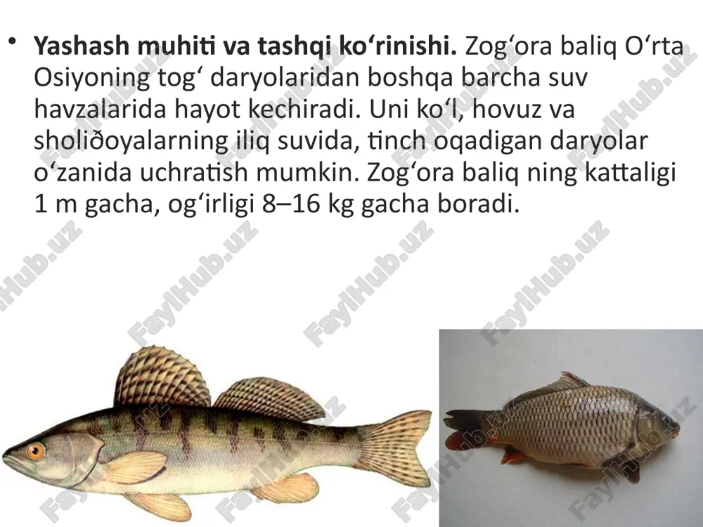 gan, gaz bilan to‘lgan kumushrang xaltachadan iborat. suzgich pufagi ichak bilan ingichka naycha orqali tutashgan bo‘ladi. tuxumdan chiqqandan 2–3 kun o‘tgach, lichinka suv yuzasiga ko‘tarilib, atmosfera havosi bilan suzgich pufagini to‘ldirib oladi. pufak yuzasi kapillyar qon tomirlari bilan qoplangan. baliqning suv yuzasiga ko‘tarilishi yoki suv tubiga tushishi suzgich pufagi hajmining o‘zgarishi bilan bog‘liq. suzgich pufagining kengayishi qondan ajralib chiqadigan gazlarning pufakni to‘l dirishi bilan bog‘liq. pufak gazga to‘lganida baliq yuqoriga ko‘tariladi. gazlar pufakdan ingichka nay bilan ichakka, undan jabra yoriqlari orqali suvga chiqqanida pufak puchayadi. tanasi birmuncha og‘irlashgan baliq suv tubiga tushadi. suzgich pufagining hajmi o‘zgarmasa, baliq muayyan chuqurlikda muallaq turadi. suzgich pufagi tovushni kuchaytiradigan rezonator vazifasini ham bajaradi. bu esa tovushni yaxshiroq eshitish imkonini beradi. savol va topshiriqlar baliqlarning tana shakli yashash muhitiga qanday moslashgan? baliqlarning suzgichlari qanday tuzilgan? baliqlar terisi qanday tuzilgan? baliqlar umurtqa pog‘onasi qanday tuzilgan? suzgichlar skeleti qanday tuzilgan? suzgich pufagi qanday tuzilgan? image2.jpeg image3.jpeg image4.jpeg …