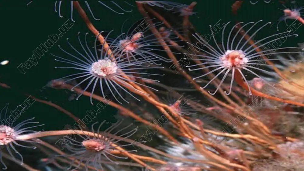 o‘p miqdorda urug‘ hujayralar — spermatozoidlar yetiladi. gidra tuxum hujayrasining soxta oyoqlari bo‘ladi. spermatozoidlar esa mayda, tez harakatlanadigan kichik hujayralardan iborat. ular suv orqali borib, tuxum hujayrani urug‘lantiradi. urug‘langan tuxum hujayra zigota deb ataladi. zigotaning sirti qalin qobiq bilan qoplanadi. gidra qishda nobud bo‘ladi, zigota esa qishlab qoladi. bahorda zigotadan yosh gidra hosil bo‘ladi. tuxum po‘sti yorilishi bilan yosh gidra suvga chiqadi va o‘z hayotini davom ettiradi. savol va topshiriqlar 1. tana simmetriyasi nima? 2. gidra ektodermasida qanday hujayralar bor? 3. otuvchi hujayralar qanday vazifani bajaradi? 4. endoderma hujayralari qanday vazifani bajaradi? 5. regeneratsiya nima? image2.jpeg image3.jpeg image4.jpeg image5.jpeg image6.jpeg image7.jpeg image8.jpeg image9.jpeg image10.jpeg image11.jpeg image12.jpeg image13.jpeg image14.jpeg image15.jpeg image1.jpeg