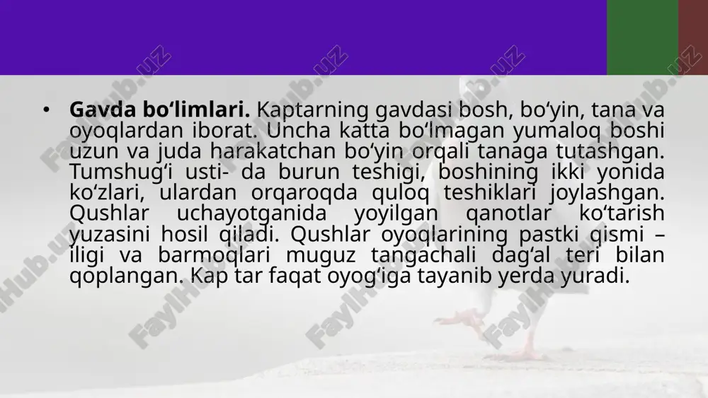 ko‘k kaptarning tashqi tuzilishi. 7- sinf - Page 3