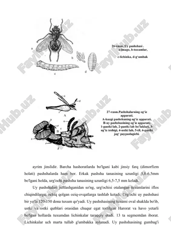 lozim. preimaginal bosqichlarini yo'qotish uchun aholi punktlarini obodonlashtirish, axlatni maxsus joylarda yig'ish, yig'ilgan axlatni 2-3 kunda olib ketish, insektitsidlar sepish zarur. etuk pashshalarga mexanik va kimyoviy vositalar yordamida kurashiladi. tur: kuzgi pashsha (stomoxys calcitrans) mazkur pashshaga bu nom berilishiga sabab, u asosan kuz paytida odamlarga va issiq qonli hayvonlarga hujum qiladi va qon so'radi. mazkur pashsha chivinlardan farq qilib, erkagi ham, urg'ochisi ham qon so'radi. kuzgi pashshaning tana uzunligi umuman olganda uy pashshasiga teng keladi (5-7mm). kuzgi pashsha tanasining tuzilishi ham uch qism: bosh, ko'krak va qorindan iborat. tanasi kulrang bo'lib, ko'krak sohasida (ustki yuzada) qoramtir dog'lar, qorin sohasida esa yirik qora dog'lar bor. mazkur pashshaning bosh qismining har ikki yon sohasida tanasiga nisbatan olganda, yirik ko'rinadigan juda bo'rtib turadigan juft ko'zlari joylashgan. kuzgi pashshaning ogiz apparati sanchib uruvchi tipda tuzilgan. uch bo'g'imli juft mo'ylovi sezgi a'zosi hisoblanadi. kuzgi pashshaning ko'krak qismi ham uch segmentdan iborat bo'lib, har bir segmentida …