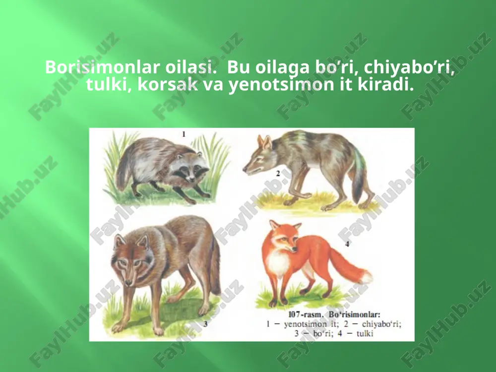 yirtqich sutemizuvchilar turkumi - Page 3