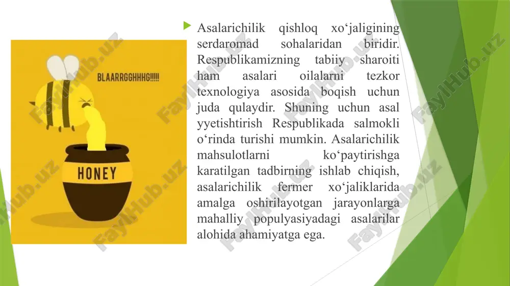 . kuz va kishlovdan oldin tuxumdan chiqqan asalarilar esa besh oygacha yashaydi. erkak asalari. uni truten, debham ataydilar. ularning bunday nomlanishi “tekinxo‘r” ma’nosidan olingan, lekin ularning bunday nomlanishi noto‘g‘ri. erkak asalari ayrim issik kunlarda daladan suv tashishi, uyani shamollatib turishi va o‘zidan issik harorat chiqarib, uyadagi haroratni mo‘‘tadillashtirib turishi aniqlangan. erkak asalari oilada zot sofligini ta’minlovchi yagona asalaridir. tashqi ko‘rinishiga ko‘ra, ular ishchi asalarilarga nisbatan ancha uzunrok va semizrok bo‘lib, unda nish a’zolari va mum ajratuvchi bezlar bo‘lmaydi. qanotlari qorin qismidan ham ancha uzun bo‘ladi. asalari oilasida yozda yuzlab, hatto minglab erkak asalarilar paydo bo‘ladi va ishchi asalarilar ularni har doim oziqlantirib turadi. erkak asalarini yyetishtirish uchun ishchi asalarilarga nisbatan 5-6 marta ko‘p asal sarflanadi. etiboringiz uchun rahmat image1.gif image2.gif image3.jpeg image4.jpeg image5.jpeg image6.jpeg media1.mp4 image7.png image8.gif