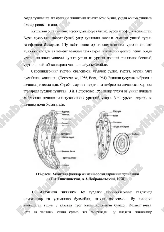 мк тулик усимталар билан копланган ва кам сондаги киличсимон эмбрионал илмокчалари хам бор. бу личинка 3 та пуст билан копланган булиб, овал шаклда булади. бу хилдаги личинкалар гиганторинхинлар кенжа синфига кирадиган акантоцефалларда учрайди. улар курукликда яшайдиган хайвонларда паразитлик килади ва ривожланиши курукликда утади. эмбрионал ривожланиши. тухумдон личинкалик давридан бошлаб ривожлана бошлайди ва охирги хужайин организмига тушиши билан бу жараён тезлашади. тухумдондан ооцит етилиши даврида захира озик моддалар тупланади ва тухум хужайра тулик, етилади. уругдон хам худди тухумдон каби ривожланади ва охирги хужайин организмидаги скребнида сперматозоид етилади. скребниларда сперматозоид ипсимон шаклда булади. сперматозоид ургочи индивид тана бушлиги ёки лигаменти оркали тухумдонга, ундан тухум хужайрага киради ва оталаниш жараёни содир булади. оталанган тухум хужайранинг атрофида иккинчи, вдинрок пуст хосил булади ва тухум тухумдондан тана бушлигига чикиб, тухумда майдаланиш жараёни содир булади. шу ерда личинка тухумнинг ичида ривожлана бошлайди. акантоцефалларнинг эмбрионал ривожланиши асосан 3 та турида яхши урганилган. в.и.петроченко 1956 йилда polymorphs magnus …