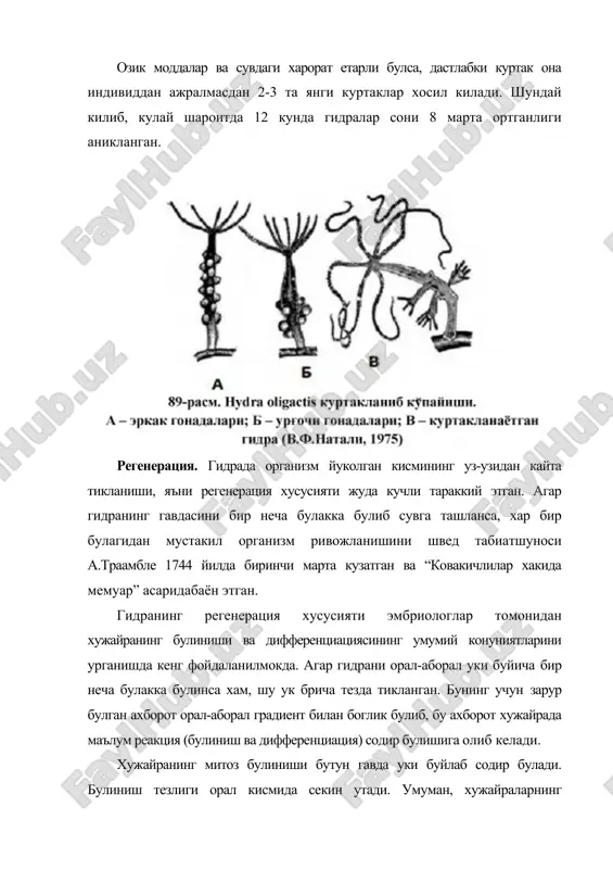 дан факат битта тухум хужайра хосил булади. гермафродит индивидларда дастлаб сперматозоид, кейин тухум хужайра етишиб чикади. бундай холат уз-узини уруглантиришни бартараф этади. сперматозоид сувга чикиб, сув окими билан келиб кушни колоннада етилган тухум хужайрани уруглантиради ва зигота хосил булади. зиготанинг устида кобик хосил булади ва она индивиднинг экто- ва энтодерма каватлари уртасида кишлайди. кишда она индивид нобуд булади, эрта бахорда зигота ривожланиб ёш гидра хосил булади. шундай килиб, чучук сув гидрасида купайиш турларининг мавсумий алмашинуви, яъни озука куп ва иадим шароитлари кулай булган бахор, ёз ойларида куртакланиб купаяди, озука камайган ва харорат пасайган куз ойларида жинсий купаяди. денгиз гидроид полиплари (leptolida) туркуми. гидроидлардан гидралар якка-якка булиб яшайди. денгиз гидроид полиплари жуда куп индивидлардан иборат булган колония хосил килади. колония куртакланиш оркали хосил буладиган ёш полипларни она полипдан ажралиб кетмасдан, унинг узи хам куртакланиб, янги полиплар хосил килиши туфайли вужудга келади. бундай йул билан хосил булган колония дарахт ёки бутага ухшайди. …