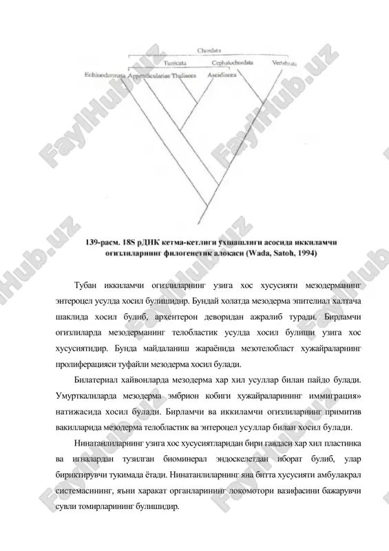 ерасида ривожланади. чикариш камерасининг каналидан тулик шаклланган ёш индивид чикади. она индивид бу ёш индивидни маълум вакт уз организмида олиб юради. денгиз юлдузлари, типратиканлар, голотурияларда насл учун гамхурлик шундай ифодаланади. денгиз юлдузлари, офиурлар, голотурияларда регенерация ходисаси яхши ривожланган. денгиз юлдузларининг хар бир булинган нурлари ва дискидан янги организм пайдо булиши мумкин. шунингдек, бу хайвонлар жинееиз йул билан, яъни она организми бир неча булакларга булиниб, хар бир булагидан алохида янги организм ривожланади. нинатанлиларда аутотомия ва у билан боглик булган регенерация ходисаси хам учрайди. денгиз юлдузларига ва офиурларга йирткич хайвонлар хужум килганда нурларини таншаб юбориши, голотурия гавдасининг охирги кисмини майдалаб ташлаши ёки бутун ички органларини анал тешигидан ташкарига чикарибташлаши мумкин. эмбрионал ва постэмбрионал ривожланиши. нинатанлиларнинг ривожланиши мураккаб билатериал личинкали метаморфоз йули билан боради. тухумининг майдаланиши тула, радиал, баъзан тенг, аммо денгиз типратиканларида тенг булмаган типда утади. зигота боскичида цитоплазмасида учта кават хосил булиб, улардан личинкалик даврининг эктодерма, энтодерма ва мезенхима каватлари хосил …