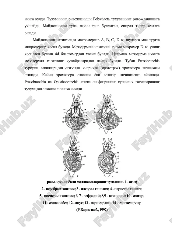 анли ва велигер личинкаларга хос булган характерли хусусият уларнинг корин томонида оёклар ва елка томонида чиганок хосил булишидир. велигер дастлаб, билатериал симметрик шаклда булади. анал тешиги огиз тешиги билан бир каторда, гавдасининг охирида жойлашган. бу даврда личинкада торсия, яъни ички бушлик билан чиганок киска вактда соат стрелкасига 180o0 карши айланади. бу жараён давомида чап томон тез усади, унг томон эса деярли усмайди. бу торсия натижасида анал тешиги ва мантия бушлиги билан боглик булган органлар (жабра, юрак, буйрак ва бошкалар) олдинга, бош томонга енлжийди. натижада ичаклар халка хосил килиб, нерв стволи чалкашиши (плевропариетал коннектив), яъни хиастоневрия хосил булади. плеврал ганглия бу чалкашишнинг тагида, париетал ганглия эса устида жойлашади. унг ва чап томоннинг нотекис усиши унг томон органларининг редукциясига ёки тулик йуколишига олиб келади. крриноёклиларда аееимметрия ана шундай йул билан пайдо булади. чиганокнинг спиралсимон айланиши кейинчалик пайдо булади. моллюскалар целомик аметамер трохофор хайвонлардан келиб чиккан (расм). купчилик чучук сув ва курувдик кориноёкли …