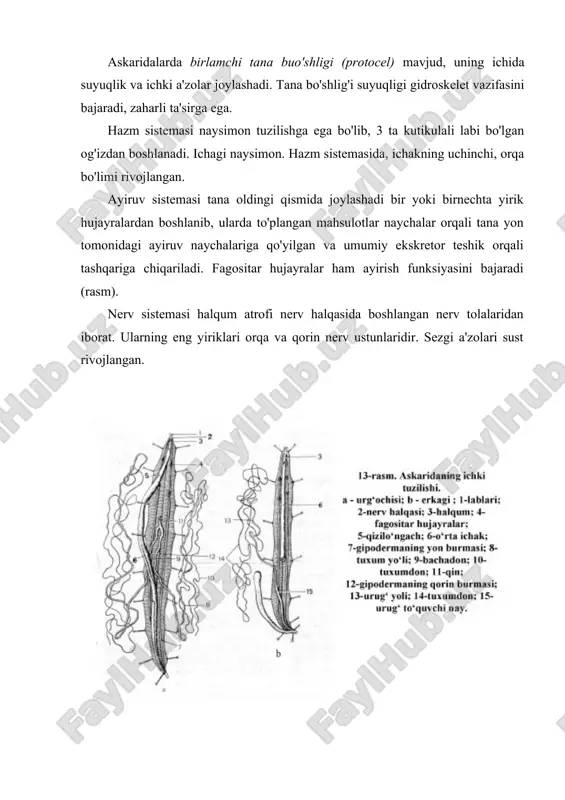 uxumdan chiqqan lichinkalar qon tomirlariga o'tib organizm bo'ylab migratsiyalanadi. avval jigarga, keyin o'ng yurak bo'lmachasi va qorinchasiga, o'pkaga boradi. o'pka alveolalarda faol harakatlanib, bronhlar, traxeyalar, halqumga o'tib, qayta yutiladi. ichakka ikkinchi marta tushgan lichinkalar rivojlanib, yetuk shaklga aylanadi. lichinkalar migratsiyasi taxminan 2 hafta davom etadi. yetuk shaklga aylanish uchun 70-75 kim ketadi. yetuk shakllar organizmda 1 yilgacha yashashi mumkin. patogen ta'siri. askarida metabolitlarining zaharli ta'siri natijasida bosh og'rigi, ko'ngil aynish, mehnat qobiliyati susayishi kuzatiladi. ayniqsa yosh bolalarda ichakni to'sib qo'yishi mumkin. lichinkalar migratsiyasi vaqtida allergic reaksiyalar va pnevmoniya kuzatilishi mumkin (migratsion askaridoz) laboratoriya tashhisi - axlatda tuxumlarni, balg'amda lichinkalarni tekshirishga asoslangan. profilaktikasi. shaxsiy profilaktikasi qo'lni yaxshilab yuvish, sabzavot va mevalarni issiq suvdayaxshi yuvib iste'mol qilishga asoslangan. jamoat profilaktikasi - odamlar yashash joylarini obodonlashtirish, vodoprovodlashtirish, kanalizatsiyalashtirish, kasallarni davolash, degermintizatsiyalash, pashshalar, suvaraklarga qarshi kurash, sanitariya-oqartuv ishlarini yo'lga qo'yish orqali amalga oshiriladi. ostritsa (enterobius varmicularus) - enterobioz qo'zg'atuvchisi parazit yashash joyi. odamning ingichka …