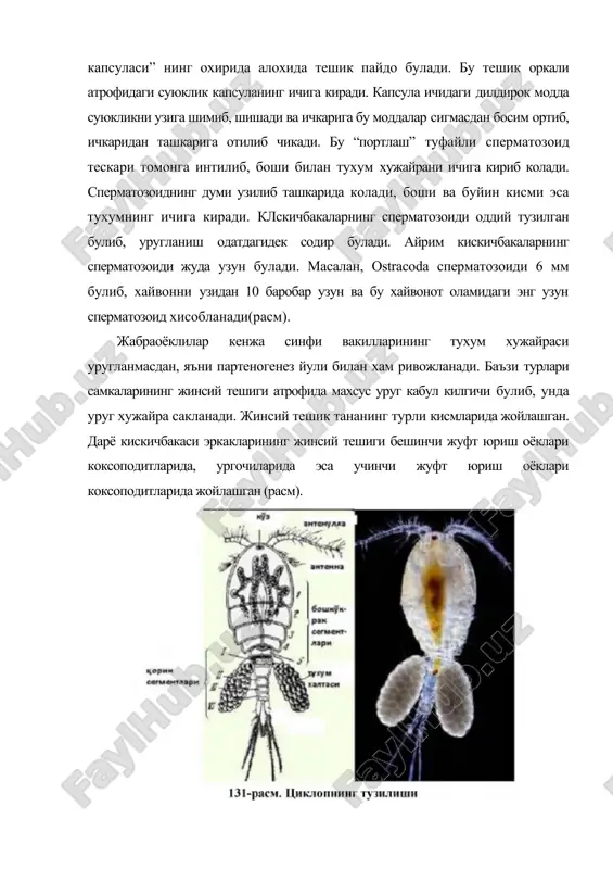 уми изолецитал типда тузилган булса, майдаланиш спирал типда, телолецитал типда булса, майдаланиш радиал йул билан боради. юзаки майдаланиш тухумида саривдиги куп булган юксак кисщшбакасимонларда кузатилади. уларнинг ядроси юзага чикиб бластодермани хосил килади. бластодерма хосил булгандан кейин эмбрионнинг вентрал томонига йигилган хужайралардан эмбрион диски хосил булади. айрим турларида бу диск эмбрионнинг юзасига чшдан хужайраларнинг амебасимон харакати туфайли хосил булади. айрим паразит эшкакоёклиларнинг тухуми нотекис майдаланади. йирик ва сариклиги куп булган тухум энтодермани, кейинчалик яна майдаланиб эктодерма ва мезодермани хосил килади. расм. дарё кискичбакаси жинсий органларининг тузилиши. а. 1 - уруfдоннинг жуфт киши; 2 - уруfдоннинг ток кисми; 3 - уруf йули; 4 -уруf чикарувчи канал; 5 - жинсий тешик; 6 - орка кукрак оёfининг асоси. б. 1 - сперматозоид хивчинининг капсуласи; 2 - буйин кисми (в.адогель, 1981) кискичбакасимонларда гаструляция хам турли йуллар билан содир булади. жумладан, мезодерма ва энтодерма иммиграция, инвагинация усуллари билан хосил булади. аникланишича, айрим турларида гаструляция икки боскичда …