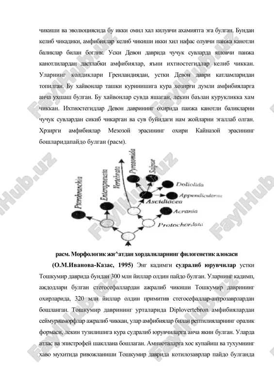 ида хукумронлик килган. амфибияларнинг купчилиги кирилиб кетган. судралиб юрувчилар бу даврда нафакат куруклик мухитини, балки хаво хамда сув мухитини хам эгаллаб олди. расм. хордалиларнинг филогенетик шажараси (hickman, 2008) кушларнинг келиб чикишини исботлайдиган аждодлари ёки уларнинг колдиклари хозирча топилмаган. кушларнинг аждодлари кадимги калтакесакчанокли судралиб юрувчи архозаврлардан келиб чиккан. кушлар мезозой эрасининг учламчи ва юра даврларида пайдо булган булиб, улар кадимги судралиб юрувчиларнинг дарахтларда яшашга мослашган псевдозухиялар (pseudosuchia) ёки текодонтларга (tecodontia) якин аждодларидан келиб чиккан. чунки псевдозухиялардан динозаврлар, тимсохлар ва бошка судралиб юрувчилар вакиллари хам келиб чиккан ва кенгтаркалган. псевдозухияларнинг орнитозухиялар (omitosuchus) деган вакиллари морфологик жихатдан кушларга ухшайди ва орка оёвдари билан юрган, думи узун булган, оёклари эса озик тутишга хизмат килган. улар дарахтларга урмалаб чика олган, орка оёкларига таяниб, олдинги оёкларидаги бармоклари билан шохларни ушлаган. кейинчалик шохдан шохга сакраб утишни урганган. оёкларида шох моддалар, гавдасида пар ва патлар пайдо була бошлаган. бундан 150 млн йиллар олдин яшаган археоптерикслар кадимги кушларнинг примитив …