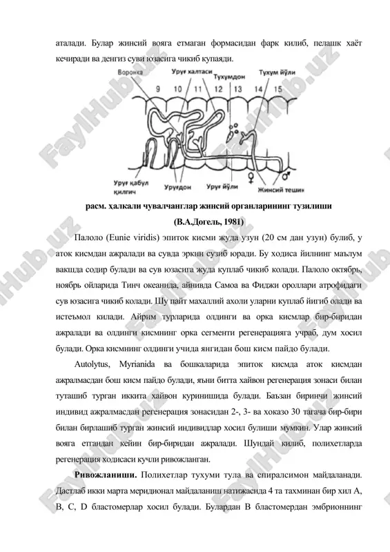 а 1a, 1b, 1c, 1d деб белгиланади. шундан кейин майдаланиш яна давом этиб, бластомерлар сони ортиб бораверади. хосил булаётган бластомерлардан 1a 1a бластомернинг устига, 1b 1b бластомерни устига ва хакозо жойлашади. натижада бластомерлар спиралсимон жойлашади. шунинг учун бундай майдаланиш спиралсимон майдаланиш деб аталади (120-расм). ривожланишнинг дастлабки даврларидан бошлаб хар бир бластомер​нинг кейинги такдири аник булиб колади. умуман, дастлабки уч марта майдаланишдан хосил булган микромерлар личинканинг эктодерма каватини, 4-майдаланишдан хосил булган бластомерларнинг биттаси (4d) целомик мезодермани, 4-майдаланишнинг бошка бластомерлари ва макромерларнинг барчаси энтодермани хосил килади. натижада шарсимон эмбрион пайдо булади. бластоцелга энтодермал бластомерларнинг вегетатив кутбда катламланиши туфайли гаструла содир булади. гастропор вегетатив кутбда, эмбрионнинг корин томонининг экваторида жойлашади ва кейинрок огиз тешигига айланади. унинг карама-карши томонидан порошица очилади. шундай кшшб, эмбрион полихетларга хос булган трохофора личинкасига айланади. трохофора личинкаси тузилишига кура умуман чувалчанггаухшамайди. трохофора планктон, киприклари ёрдамида сувда сузиб юрадиган личинка булиб, ранги ялтирок, гавдаси шарсимон ёки эллипссимон шаклда булади. олдинги …