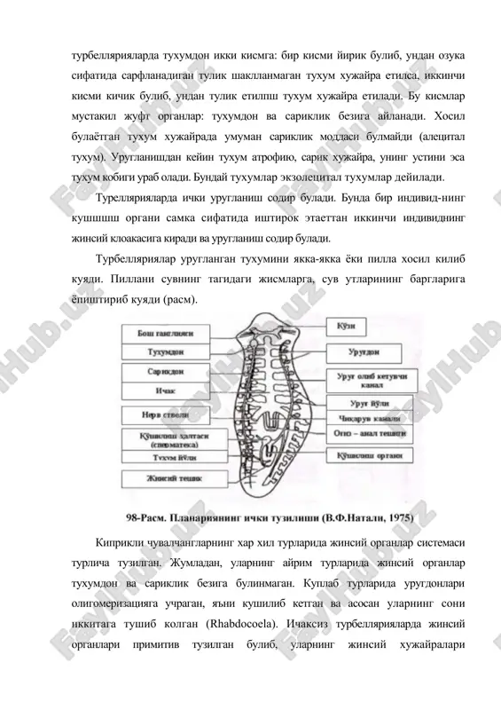 матозоид™ паренхима хужайраларига етказиб беради. сперматозоид харакатланиши туфайли тухум хужайрани топиб уруглантиради, яъни жинсий хужайралар бир-бирини узига жалб килади. шундай килиб, айни пайтда турбелляриялар эволюцияси жинсий хужайраларни етиштириш ва ташкарига чикаришда узига хос йуналишни топиб олишига каратилган. ривожланиши. турбеллярияларнинг энтолецитал тухуми тула, нотекис майдаланади. немертинлар, моллюскалар ва халкали чувалчангларнинг тухуми каби спирал типда майдаланади. acoela вакилларида узига хос дуэт типидаги майдаланиш содир булиб, эмбрион шаклланиши туртта эмас, балки иккита макромердан бошланади. майдаланиш натижасида хосил булаётган микромерлар майдаланиш эгатларида колиб кетиб, бир-биридан ажралмасдан дуэт бластомерлар хосил булади. барча дуэтлар хосил булгандан кейин микромерлар бир-биридан ажралиб кетади. ташки томонга колган микромерлардан эктодерма хосил булади, макромерлар эмбрионнинг ичкарисига кириб энтодерма ва мезодерма каватларини хосил килади. юксак тузилган турбеллярияларнинг (polyclada) сарикликка бой булган 4a- 4c ва 4a-4d бластомерлари эмбрион гавдасининг тузилишида катнашмайди. улар емирилади ва озука сифатида сарфланиб кетади. энтодерма ва мезодерма 4d бластомердан, биринчи майдаланиш натижасида хосил булган битта микромердан нерв хужайралари, учтасидан …