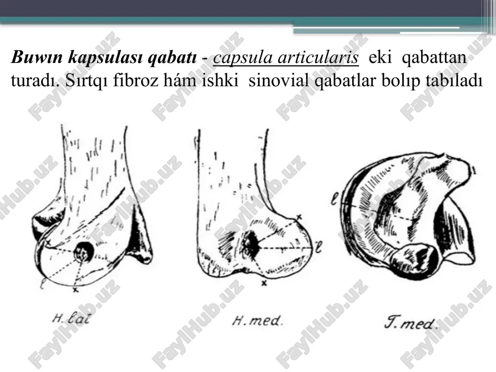 her átirapında bolıp ótedi. mısalı, iytlerde shıǵanaq súyegi bilek súyegi átirapında aylanadı. bunday aylanbalı háreket atlant hám epistrofeyanıń tis tárizli ósimtesi átirapında boladı. eki kósherli buwında háreket eki bir-biri menen perpendikulyar kósherde bolıp ótedi.bul buwın ekige bólinedi.1) ellipsoid buwın bir súyektiń buwın ústi ellipsoid bolıp basqası oǵan sáykes oyıqtan turadı.mısalı, bilek-bilezik buwını iytlerde, yaki jelke atlant buwını esaplanadı. 2)er tárizli buwın yaki súyek ústi iyilgen bir jaǵı bolıp,bir-biri menen perpendikulyar jaylasadı (gúyis qaytarıwshılarda qabırǵa dúńkisi menen omırtqanıń baylanısıwı). dıqqatlarıńız ushın raxmet! 15 image2.png image3.jpeg image4.jpeg image5.jpeg image6.jpeg image7.png image8.jpeg image9.jpeg image10.jpeg image11.gif