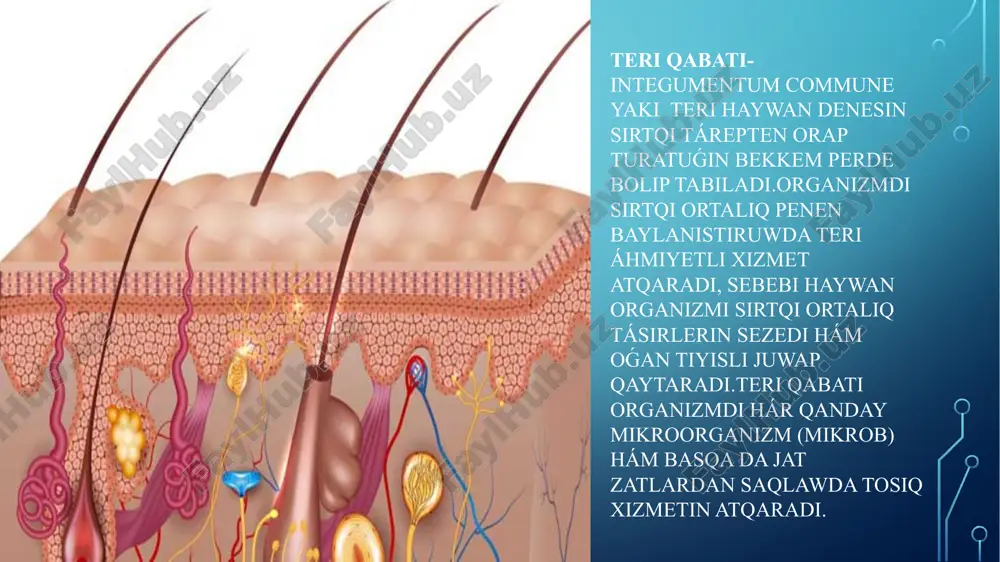 shemirshek-cartilago cricoidea tiykargi shemirshek bolıp, ol kómekeydiń arqa tárepinde yaki traxeyaniń birinshi sheńberi menen qosılǵan boladı. sheńber tárizli shemirshektiń kaudal tárepi traxeya menen shegaralanadi. qalqan tárizli shemirshek - cartilago thyroidea jiltir gialinli shemirshek,ol shemirshek plastinkalarınan ibarat bolıp, kómekeydiń qaptal hám ventral diywalları ushın xızmet etedi shómish tárizli shemirshek-cartilago arytaenoidea kómekeydiń ústingi tárepinde jup bolıp jaylasadı,onıń denesi, denesiniń ústingi tárepinde bulshıq et qırı boladı. deneniń ventral bólegi ses ósimtesi dep atalıp, ol jerge ses baylanısı hám bulshıq et birigedi. dem alıw tezligi hám kólemi haywanlardıń úlken-kishiligine baylanıslı boladı.haywan qansha úlken bolsa, áste kóp hawa jutadi.mısalı, qoyanlar 1 minutta 50-60 martebe dem alsa,atlar 8-16 martebege shekem dem aladı. dem alıw organlarına murın boslıǵı,kómekey, traxeya,bronxlar,ókpe kiredi. diqqatlarińiz ushin raxmet. image3.jpeg image4.jpeg image5.jpeg image6.jpeg image7.jpeg image8.jpeg image9.jpg image10.png image2.png