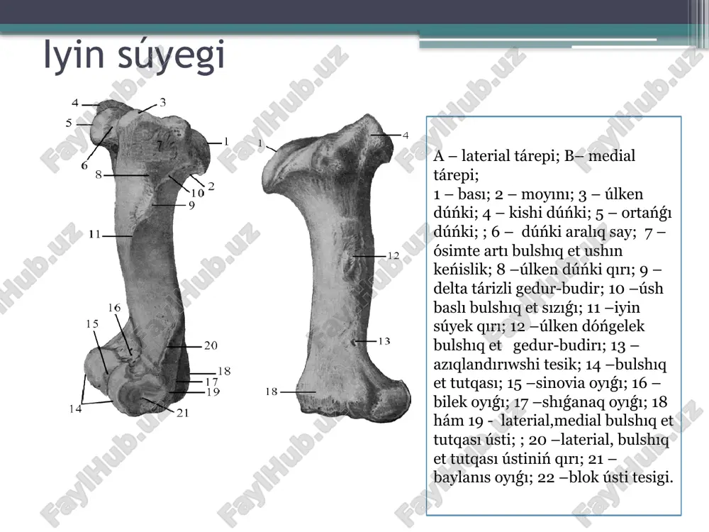 ńkisi medial tárepine qaraǵanda iri hám proksimal tárepke sozılǵan. atlarda iyin súyeginiń laterial hám medial dúńkisi dorsal blokli,volyar- bulshıq et bolıp bólinedi.súyektiń medial shetinde sinovial oyıq- fossa synovialis jaylasadı.delta tárizli hám dóńgelek gedur-budır kúshli rawajlanǵan. dıqqatlarıńız ushın raxmet! 13 audio1.wav image2.png image3.png image4.png image5.png image6.png image7.jpeg image8.jpeg image9.png image10.emf image11.png _________microsoft_word.docx image12.png image13.png image14.png image15.png image16.png image17.gif image18.jpeg image19.jpeg image20.gif