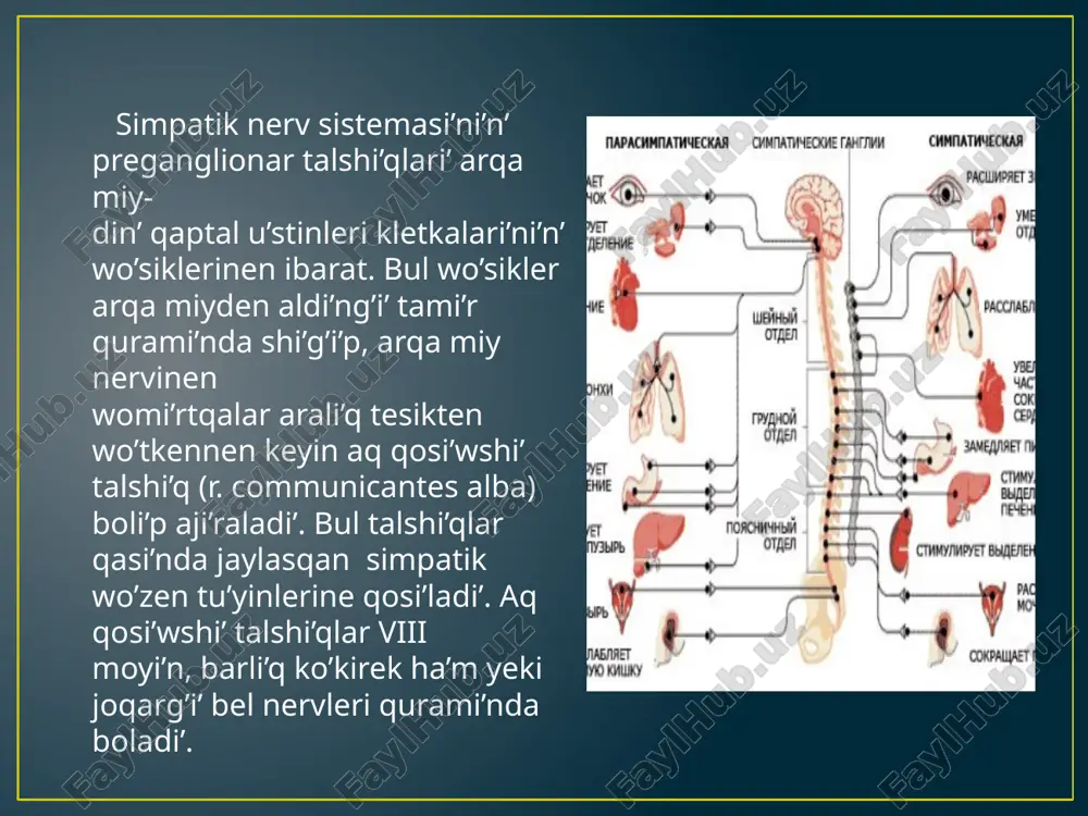 raladi’ ha’m kirpikli tu’yin kletkalari’nda tamamlanadi’. kirpikli tu’yinnin’ (gang- lion ciliare) uzi’nli’g’i’ 2 mm boli’p, ko’riw nervinin’ si’rtqi’ ta’repinde jaylasadi’. kirpikli tu’yin parasimpatik nerv sistemasi’ni’n’ yekinshi neyron kletkalari’nan quralg’an boli’p, wonnan shi’qqan postganglionar talshi’qlar qi’sqa kirpikli nervler (n. cilliaris brevis) qurami’nda kirpikli ha’m qarashi’qti’ tarayti’wshi’ bulshi’q yetlerge baradi’. bunnan ti’sqari’ tu’yinnen u’sh shaqali’ nervtin’ seziwshi talshi’qlari’ ha’m simpatik post- ganglionar talshi’qlar tranzit halati’nda wo’tedi. 2. ju’z (arali’q) nervinin’ parasimpatik bo’limi joqarg’i’ silekey aji’rati’wshi’ wo’zek, qanat-tan’lay, jaq asti’ tu’yinleri ha’m wolarda jaylasqan kletkalar wo’siklerinen ibarat. ju’z nervi qurami’nda bag’i’tlang’an joqarg’i’ silekey aji’rati’wshi’ wo’zektin’ preganglionar talshi’qlardi’n’ bir bo’limi nervtin’ dizeshesi bo’liminde u’lken tas nervi (n. petrosus major) boli’p aji’rali’p, usi’nday atali’wshi’ jari’q arqali’ basti’n’ ishine kiredi. wol sheke su’yegi piramidasi’ndag’i’ qari’qsha boylap bag’i’tlani’p, ji’rti’q tesik arqali’ bastan shi’g’i’p, simpatik nerv penen qosi’li’p, qanat ta’riz-li kanal nervin payda yetedi ha’m qanat-tan’lay tu’yini kletkalari’nda tamamlanadi’. 3. til jutqi’nshaq nervinin’ parasimpatik bo’limi to’mengi silekey aji’rati’wshi’ …