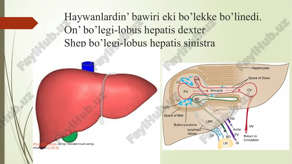 as sin’iriw organlarinin’ du’zilisi, formasi ha’m topografiyasi - Page 3
