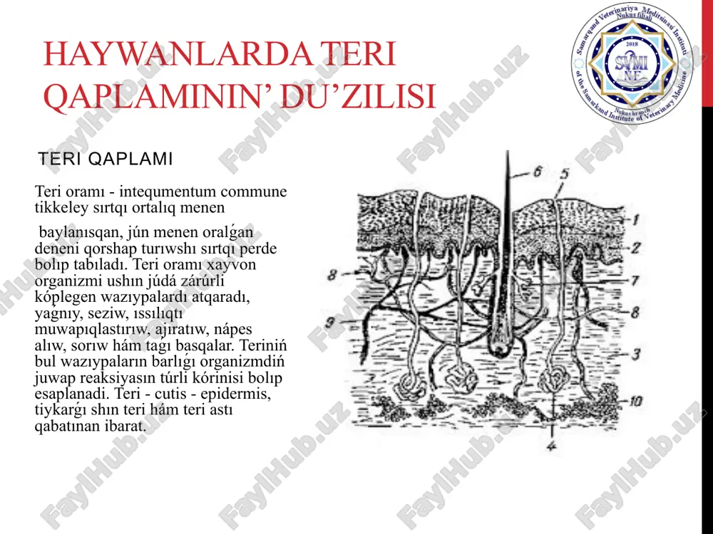 iye boladı. jún terinen ayırım haywanlarda jalǵız halda ( qaramal, atlarda ) shıqsa, basqalarında gruppa -gruppa (cho'chqa, ıytlarda ) bolıp shıǵadı. olar qıysıq jóneliste hám de hár tárepleme ósedi hám buǵan jún aǵımı - flumen pilorum dep ataladı. jún teriniń hár qıylı jayında hár qıylı uzınlıqta hám qalıńlıqta boladı. olar dúzilisine kóre qoplovchi, turpayı, ónim beretuǵın hám de sinuoz xilda boladı. qoplovchi jún - onsha uzın hám qalıń bolmaydı, jún ózegi bar bolıp, ol ónim tayarlaw ushın isletilmaydi. turpayı jún ózegi jaqsı rawajlanǵan ; bularǵa basqı kekil, qulaqtaǵı jún, kiprik sıyaqlılar kiredi. uzın jún qalın hám turpayı bolıp, yoldagi, dumdagi jún kiredi. sinuoz jún - júdá qalın hám uzın boladı, olar erin átirapında, kóz átirapında, murın átirapında jaylasıp, olarda jún qaltasında qan tamırlar sinusi boladı. haywanlardíń dem alíw organlarí evolyuciyasí dem alıw barlıq tiri organizmlerdiń tirishiligi ushın áhmiyetli process sanaladı. tiri organizmlerdiń jasaw ortalıǵı anaerob (kislorodsız) hám aerob (kislorodlı) bolıwı …