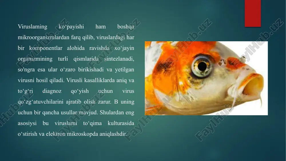 baliqlarning virusli kasalliklari - Page 3