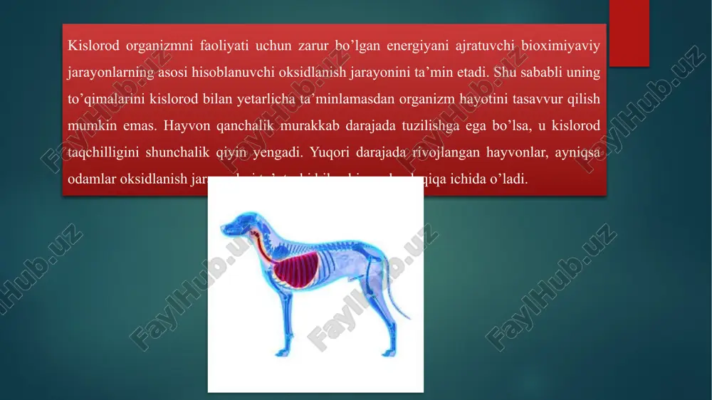 i modda sifatida uzluksiz ravishda karbonat angidrid hosil bo’lib turadi. hosil bo’layotgan karbonat angidrid to'qimalarda ma’lum (simob ustuni xisobida, o’rtacha 67mm) parsial bosimni yuzaga keltiradi va diffuziyalanib qonga o’tadi. qonga o’tgan karbonat angidridning 2,7-3,0 % ga yaqin qismi plazmada erkin erigan holda, qolgan qismi esa turlicha birikkan holda qon bilan o’pkaga tashiladi. karbonat angidridning, qon eritrotsitlariga birikib tashilishini quyidagicha tasavvur etsa bo’ladi. ma’lumki, to'qimalarda oksigemoglobin gemoglobin va kislorodga parchalanar ekan, bu jarayon qon eritrotsitlariga so’rilayotgan karbonat angidrid ishtirokida bir muncha tezlashadi ham. to'qimalarda karbonat angidrid bilan gemoglobinning murakkab asosli birikmalari hosil bo’lishi uchun imkoniyat yaratiladi. to'qimadan qonga o’tadigan karbonat angidridning asosiy qismi eritrotsitlarning ichiga kiradi, shu karbonat angidridning 80% ga yaqin qismi suv bilan birikib, karbonat kislotaga aylanadi, bu jarayonni eritrotsitlardagi karboangidraza fermenti ancha tezlashtiradi. shu vaqtning o’zida plazmada ham karbonat angidridning kamroq qismi h+ va karbonat ionlarga oson dissotsiatsiyalanuvchi kuchsiz karbonat kislotaga aylanadi. nafas muskullarining qisqarishi bosh miya yarim …